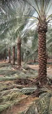 مقاول شبوك ونخيل وسدر وطلح تركيب توريد جميع انواع القريه الع 6