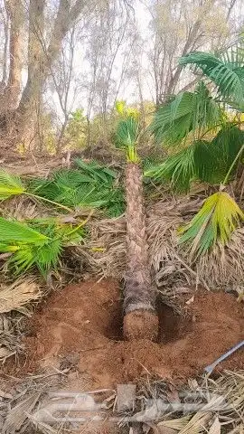 نخيل وشنطن زينه توريد وتركيب جميع انواع المقاسات 5