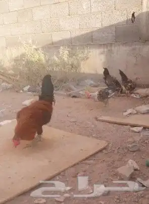 العدد5اديكه بلدي واحد براهما للبيع صامل مانختلف انا وياه 0