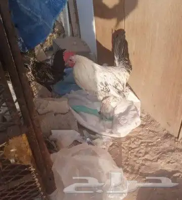 العدد5اديكه بلدي واحد براهما للبيع صامل مانختلف انا وياه 1