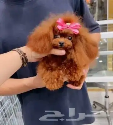 بودل صيني (مستورد) علي الطلب 2