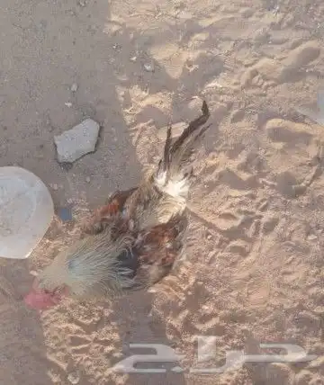 العدد5اديكه بلدي واحد براهما للبيع صامل مانختلف انا وياه 2