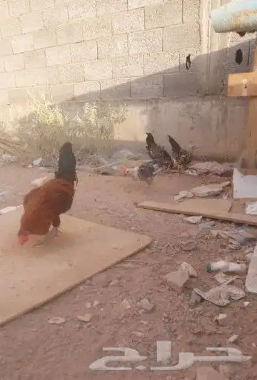 العدد5اديكه بلدي واحد براهما للبيع صامل مانختلف انا وياه 3