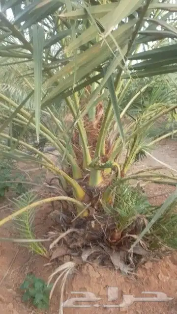 نخل وجثايث القصيم نخل طيب اسعار معقوله 3