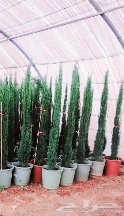 نخل واشنطني اشجار نخل عربي ثيل طبيعي واشنطونيا 14