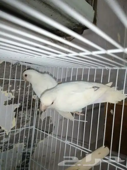 موصل طيور حيونات اليفه امنات 0