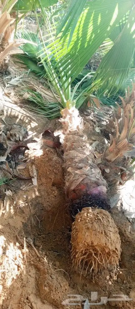 نخل واشنطن 0