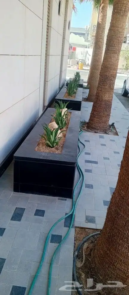 نخل واشنطن 2