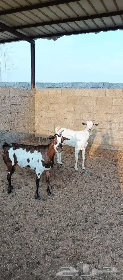 ماعز مقاني دفاع( تم البيع ) 2