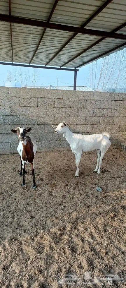 ماعز مقاني دفاع( تم البيع ) 3