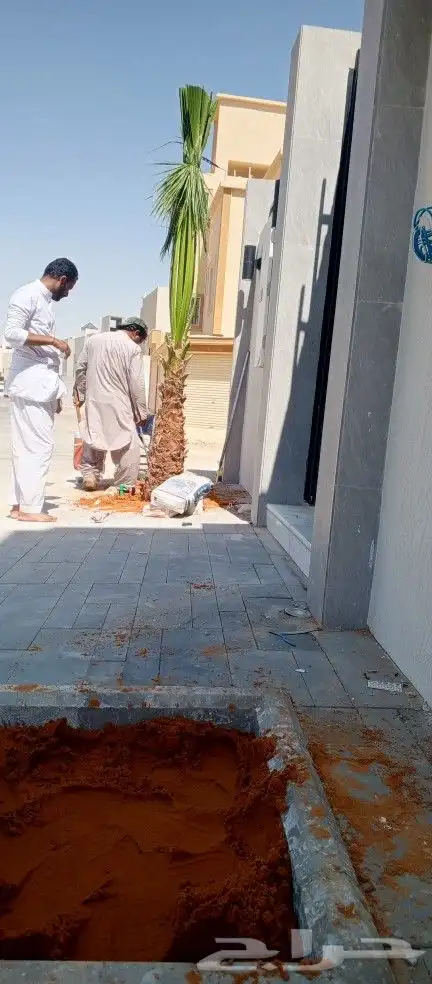 نخل واشنطن 1