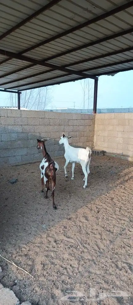 ماعز مقاني دفاع( تم البيع ) 1