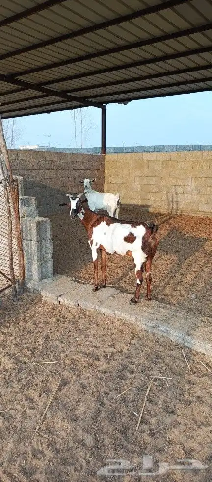 ماعز مقاني دفاع( تم البيع ) 0