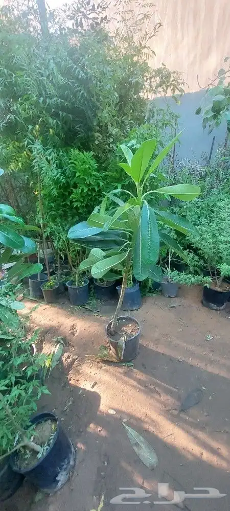 جهنميات جميع المقاسات وجميع الالوان معاالتوصيل والغرس 3