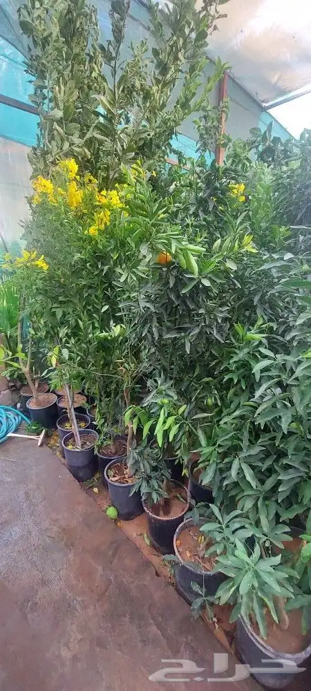 جهنميات جميع المقاسات وجميع الالوان معاالتوصيل والغرس 5