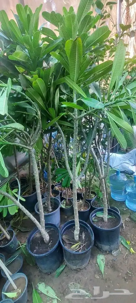 جهنميات جميع المقاسات وجميع الالوان معاالتوصيل والغرس 18