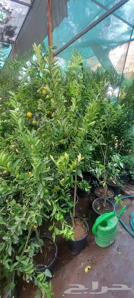 جهنميات جميع المقاسات وجميع الالوان معاالتوصيل والغرس 6