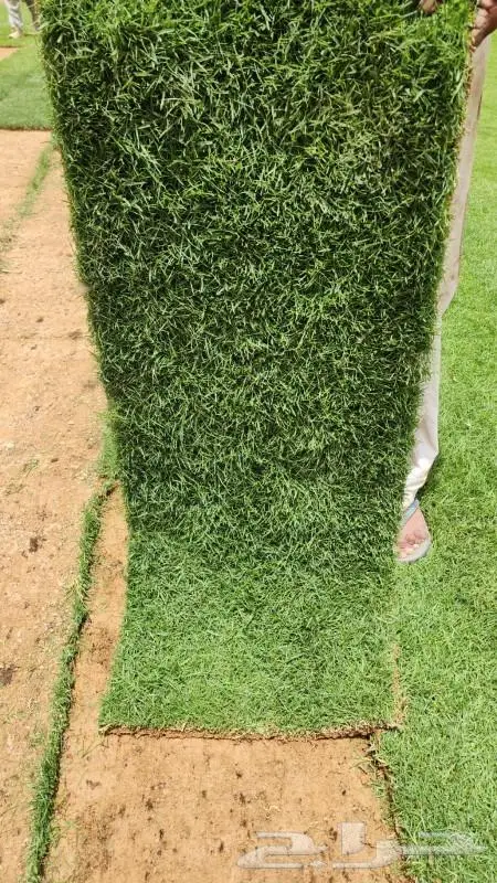 ثيل ونجيل c2000 امريكي وفرنسي 1