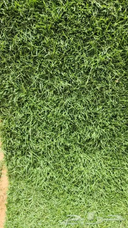 ثيل ونجيل c2000 امريكي وفرنسي 2