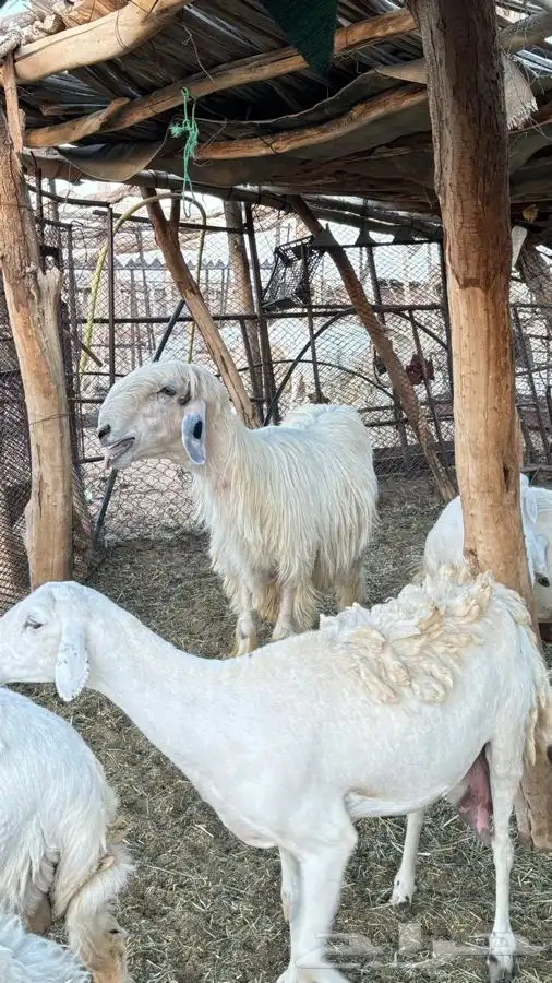 فحل عيسي مشروط 6