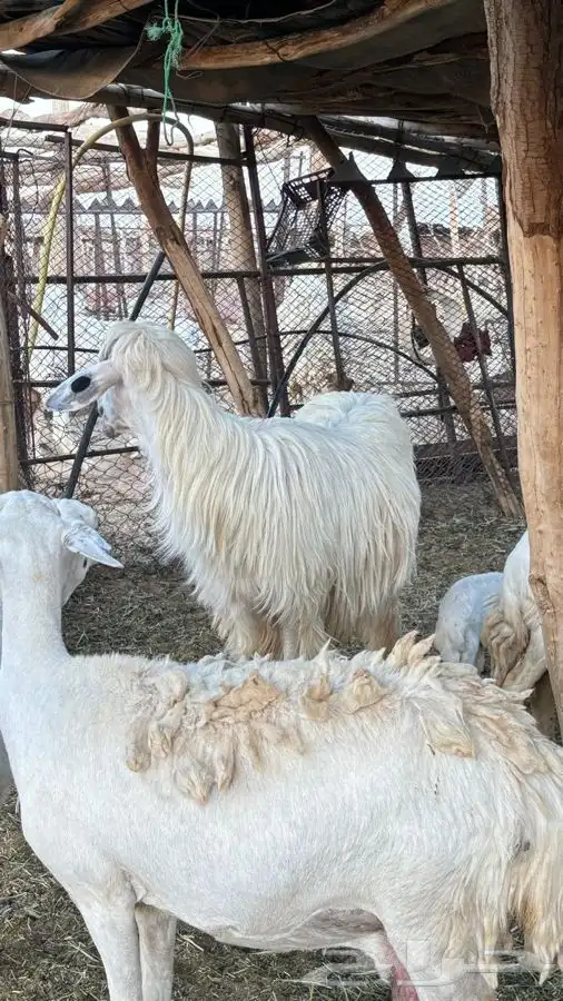 فحل عيسي مشروط 8