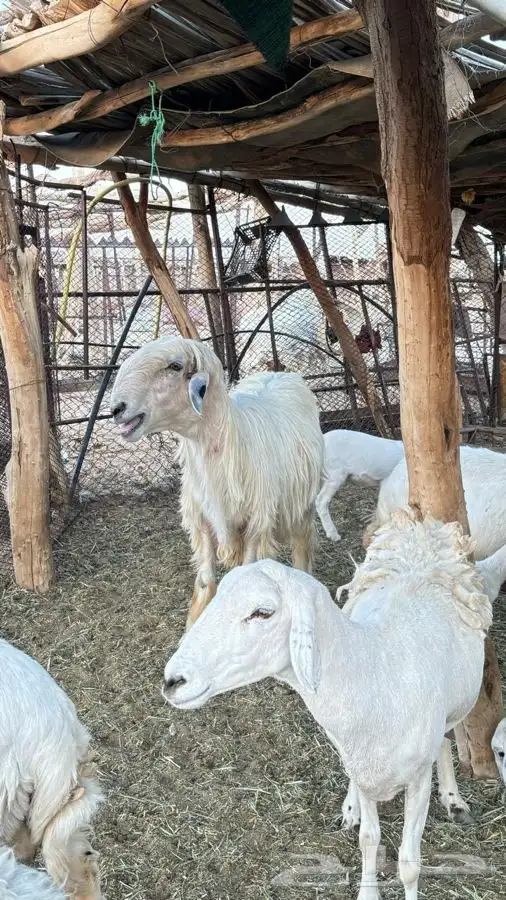 فحل عيسي مشروط 9