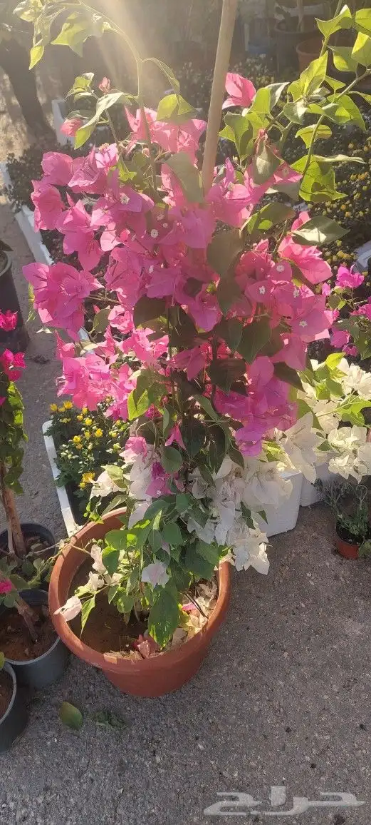 جهنميات جميع المقاسات وجميع الالوان معاالتوصيل والغرس 11