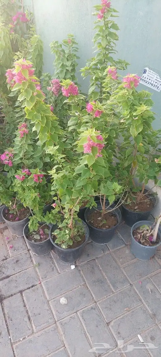 جهنميات جميع المقاسات وجميع الالوان معاالتوصيل والغرس 17