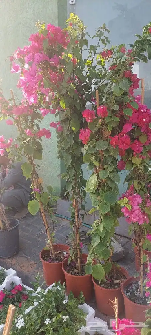 جهنميات جميع المقاسات وجميع الالوان معاالتوصيل والغرس 0