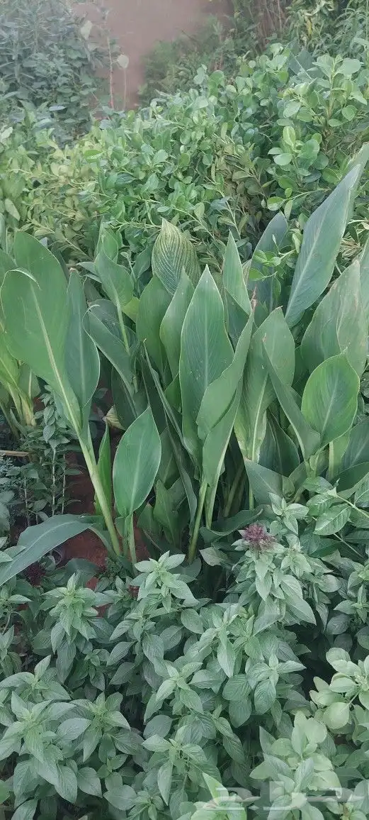 جهنميات جميع المقاسات وجميع الالوان معاالتوصيل والغرس 9