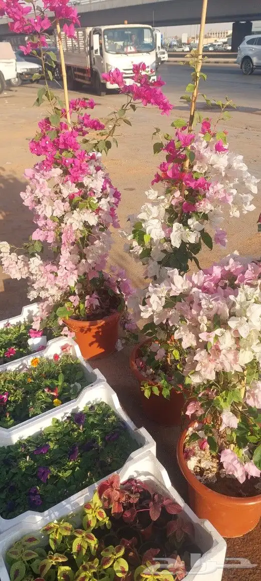 جهنميات جميع المقاسات وجميع الالوان معاالتوصيل والغرس 12