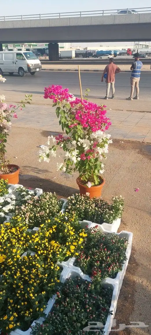 جهنميات جميع المقاسات وجميع الالوان معاالتوصيل والغرس 14