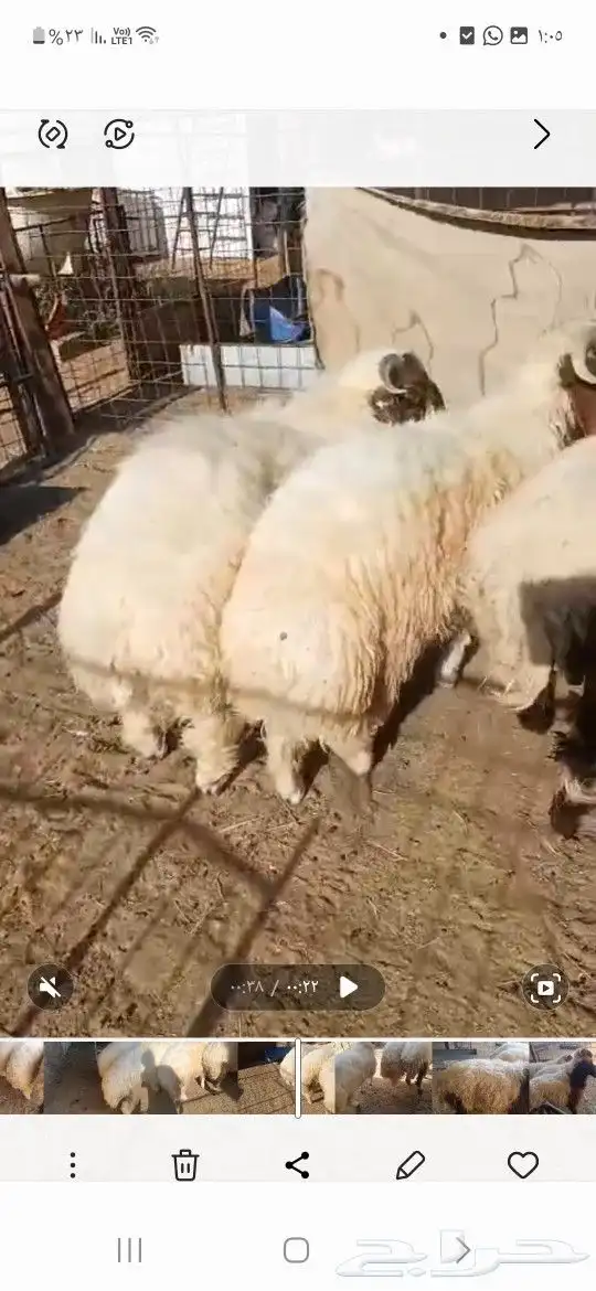 خرفان نعيمي طيبات بالحيل 0