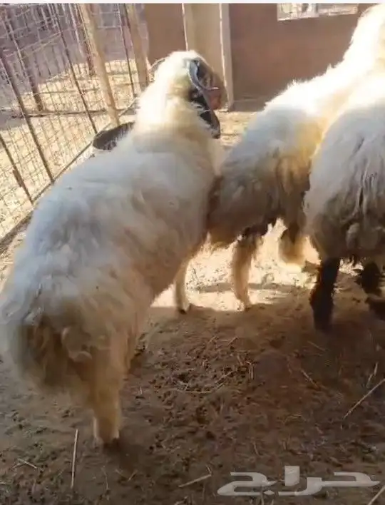 خرفان نعيمي طيبات بالحيل 3