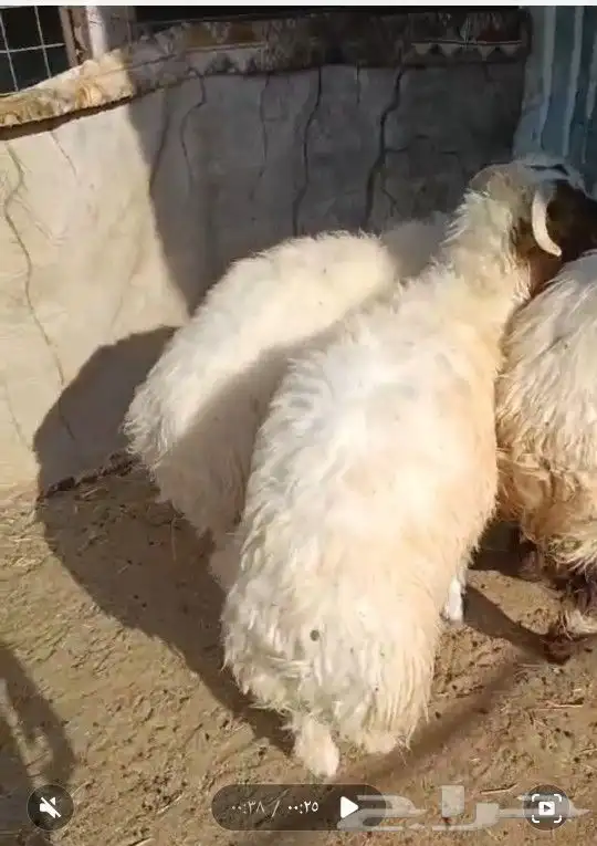خرفان نعيمي طيبات بالحيل 1