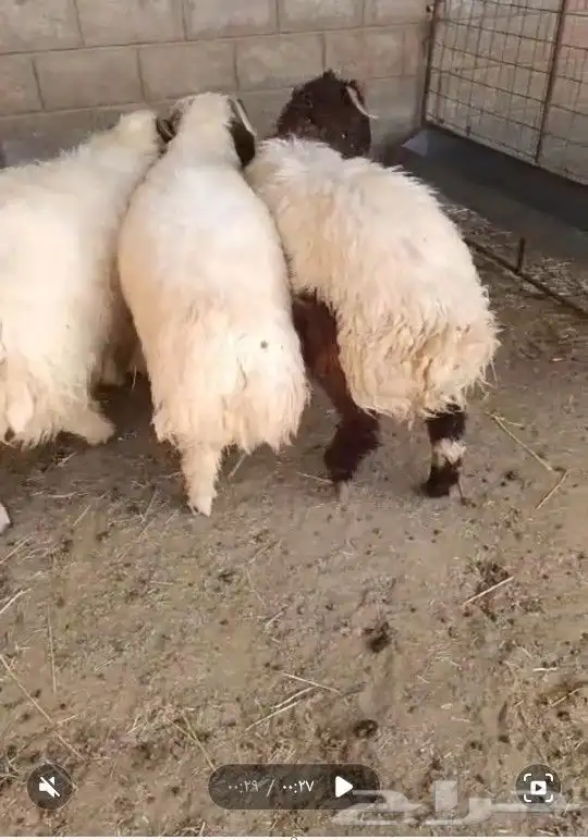 خرفان نعيمي طيبات بالحيل 2