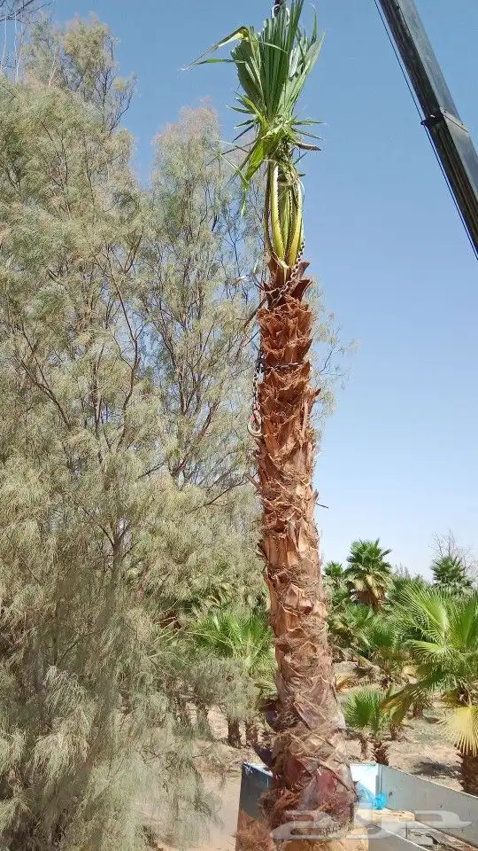 نخيل وشنطن زينه توريد وتركيب جميع انواع المقاسات 1