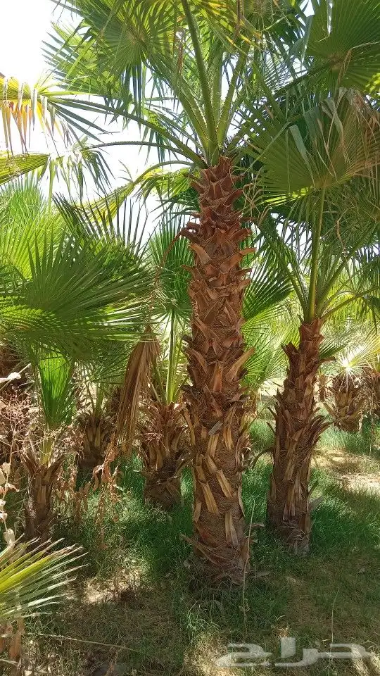 نخيل وشنطن زينه توريد وتركيب جميع انواع المقاسات 0