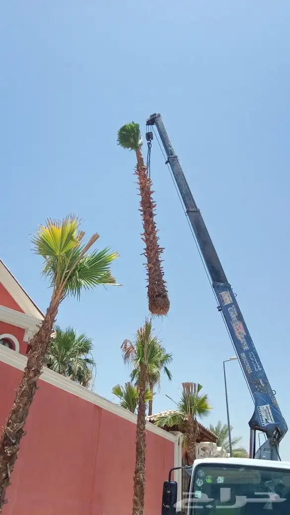 نخيل وشنطن زينه توريد وتركيب جميع انواع المقاسات 4