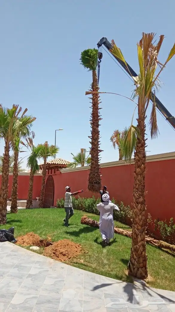 نخيل وشنطن زينه توريد وتركيب جميع انواع المقاسات 3