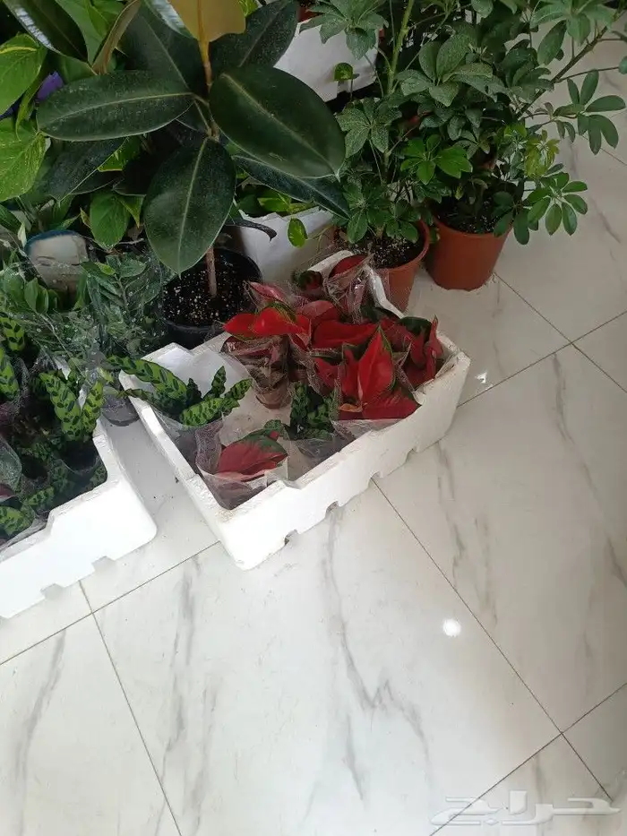 زرع طبيعي داخل البيت 42