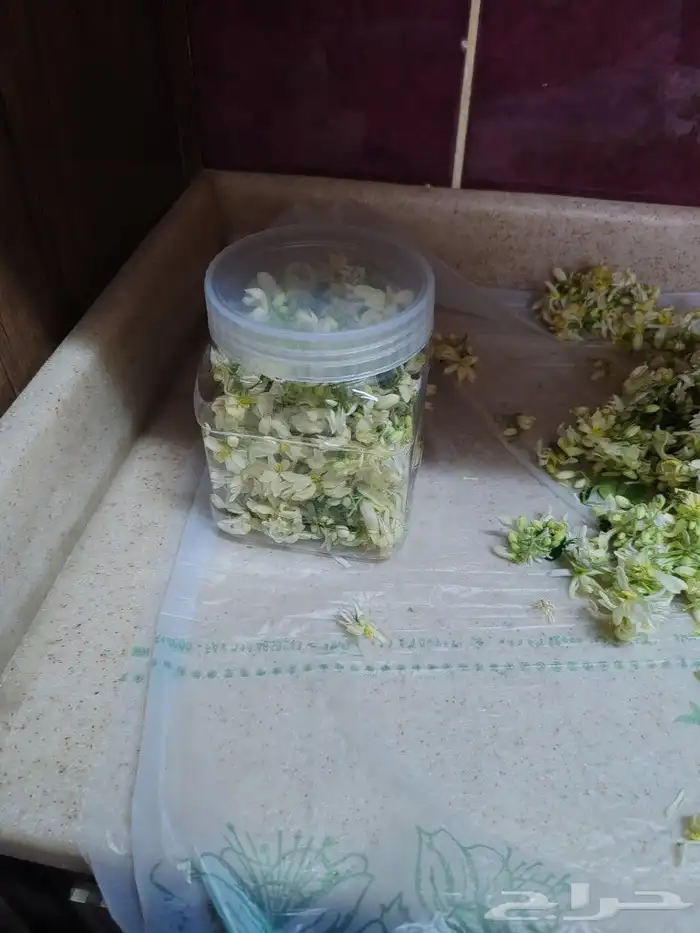 المورينجا 3