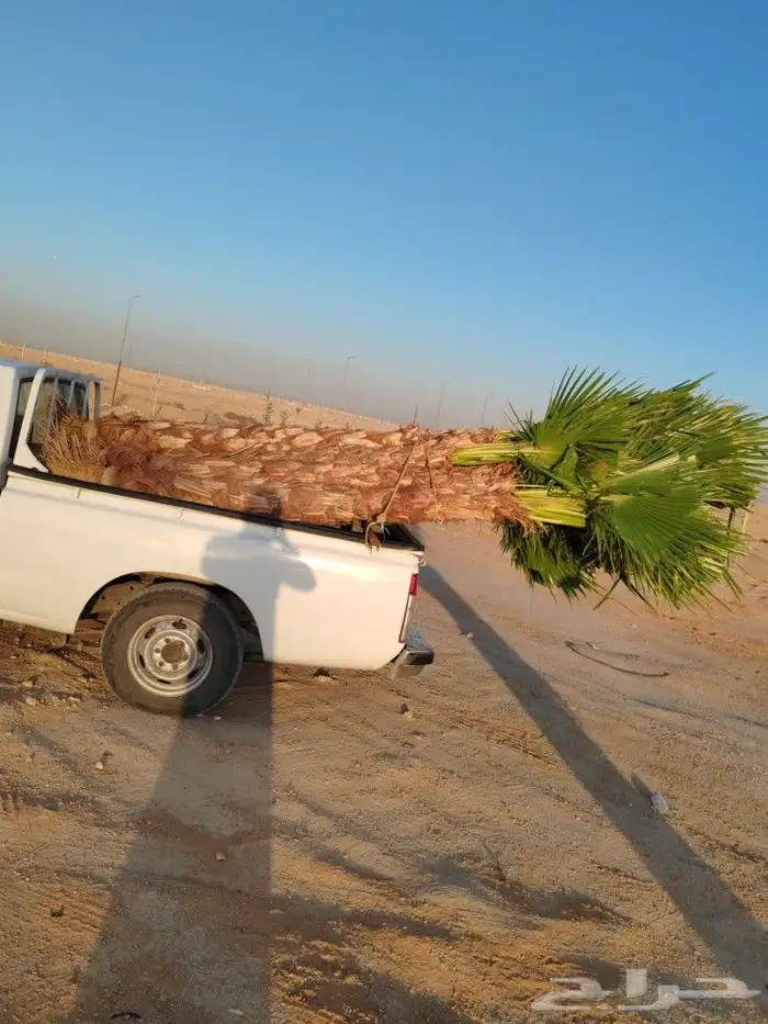 نخل واشنطونيا زينه 0
