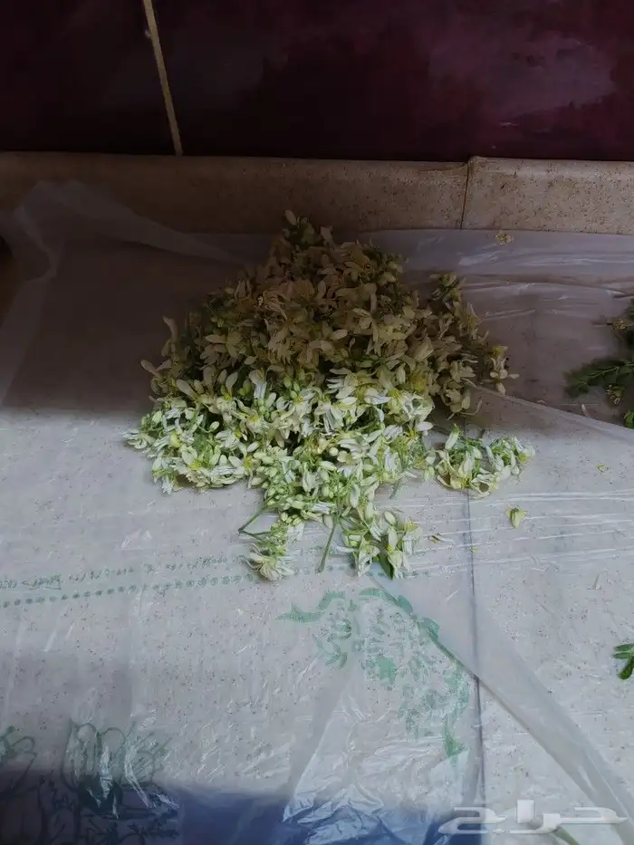 المورينجا 2