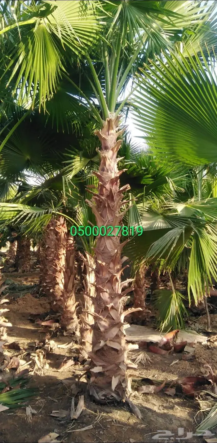 نخل واشنطني اشجار نخل عربي ثيل طبيعي واشنطونيا 3