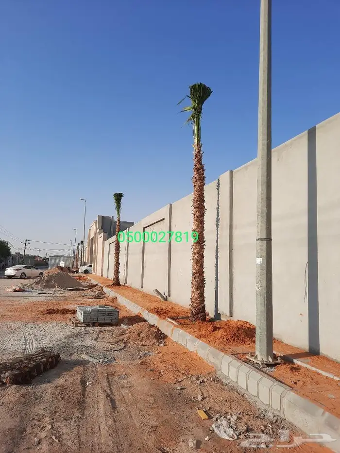 نخل واشنطني اشجار نخل عربي ثيل طبيعي واشنطونيا 7