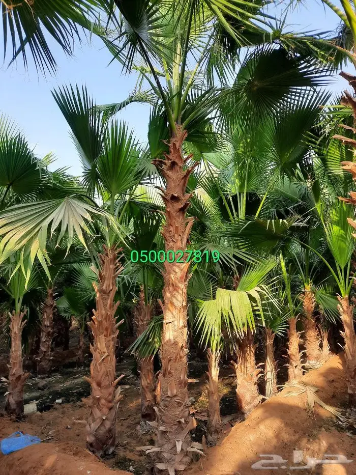 نخل واشنطني اشجار نخل عربي ثيل طبيعي واشنطونيا 11