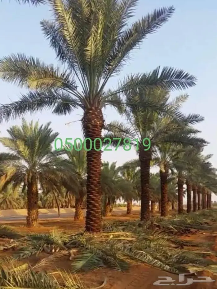 نخل واشنطني اشجار نخل عربي ثيل طبيعي واشنطونيا 8