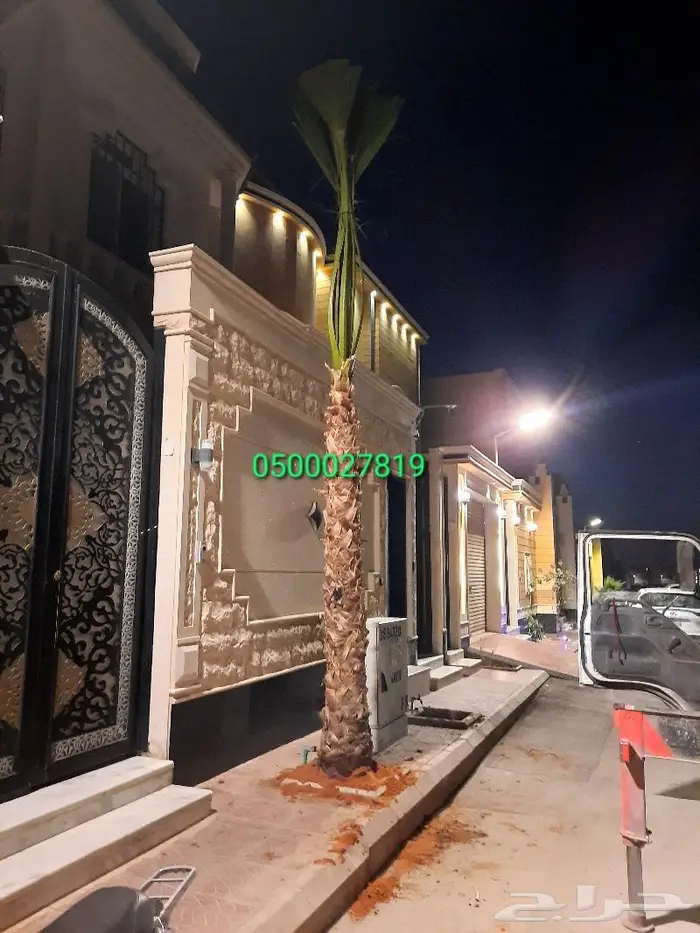 نخل واشنطني اشجار نخل عربي ثيل طبيعي واشنطونيا 9