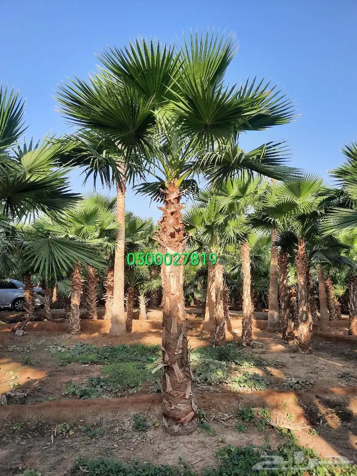 نخل واشنطني اشجار نخل عربي ثيل طبيعي واشنطونيا 10